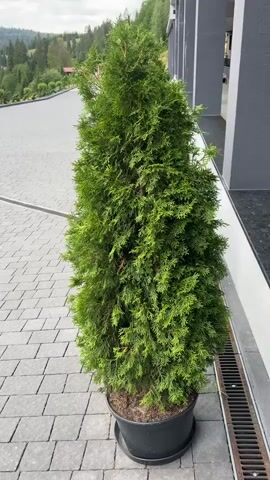 A full shot shows a potted evergreen tree standing on a grey paver patio. The tree is a deep green and appears to be a type of cedar or cypress, with a conical shape that tapers to a point. It's in a round, black plastic pot, which sits on a black saucer. The paving stones are arranged in a diamond pattern, with small gaps between them. To the right of the tree, a dark grey building wall runs parallel to the patio, with a black, grated drain channel running along the base of the wall. In the background, a paved walkway curves to the left, and beyond that, a lush green hillside is covered in trees under a cloudy sky. The lighting suggests it is daytime, but the overcast conditions create a diffused light. There are no people visible in the video.