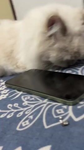 A white Persian cat with grey markings on its face lies on a blue and white patterned surface, possibly a bed. A black smartphone rests on the surface in front of the cat. The cat is looking at the camera and occasionally blinking.