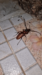 Beetles observed mating on tiled surface in Thailand