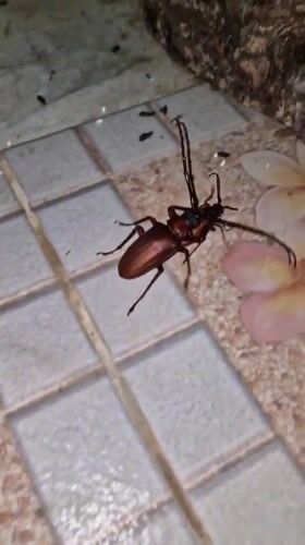 Beetles observed mating on tiled surface in Thailand