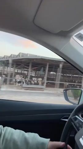 A person drives in a car past a large enclosure containing several cows. The camera then shows a view of the sky with fluffy clouds and the sun beginning to set.