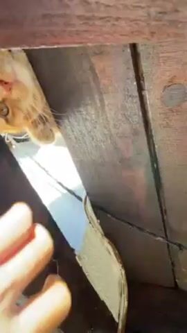 The video shows an orange tabby cat peeking through a gap between wooden planks. A human hand reaches up and gently touches the cat's face. The cat then reaches a paw down through the gap, as if trying to interact with the hand. The background shows a bright, outdoor environment, likely indicating that the wooden planks form a structure outdoors. The camera angle is low, looking up towards the gap where the cat is.