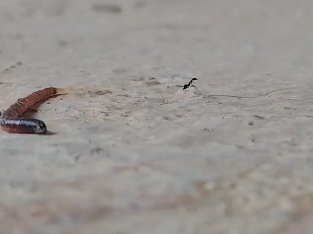 A brown earthworm is curved on a light brown, textured surface. To the right of the earthworm, a black ant is visible, with a long, thin antenna extending from its head. The ant appears to be moving across the surface. The background is blurred.
