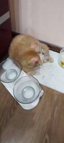 A ginger cat is lying on a white mat next to a set of two empty pet bowls. The cat is curled up and appears to be grooming itself. To the right of the mat is a clear plastic container with what looks like water or milk, and beyond that is a white water dispenser. The floor is wooden, and the wall behind the cat is a light color. The lighting suggests it is indoors.