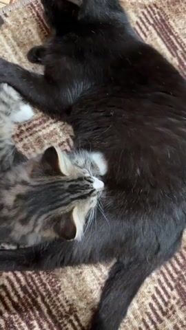 A close-up shot shows a black cat lying on its side on a brown and beige patterned rug. A small, tabby kitten is nestled against the black cat's belly, with its head near the black cat's side. The kitten appears to be nursing or cuddling with the black cat. The black cat's eyes are closed, and it appears relaxed. The tabby kitten's eyes are also closed, and it seems content. The scene is dimly lit, suggesting it might be nighttime or indoors with low lighting.