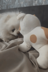 Pomeranian having a very relaxed afternoon at home