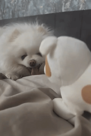 Pomeranian having a very relaxed afternoon at home