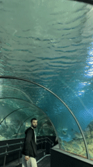 Visitor walks through aquarium tunnel as marine life swims overhead