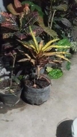 The media file shows a collection of potted plants, mostly ornamental varieties, arranged outdoors on a concrete surface. The plants have a variety of leaf colors, including green, yellow, red, and variegated patterns. Some of the plants appear to be crotons, known for their colorful foliage.

The scene is dimly lit, suggesting it might be nighttime or a shaded area. The concrete surface appears somewhat wet in places, which could indicate recent rain or watering. There are no people visible in the frame. The setting seems to be an outdoor space, possibly a patio, garden, or nursery, given the arrangement of potted plants.

The overall impression is one of a quiet, static scene focused on the display of plants. There is no discernible activity taking place. The lighting conditions and the focus on foliage suggest an emphasis on the visual appeal of the plants. No text is visible in the media file. The location context of Pakuncen, Indonesia, places the scene within a specific geographical area, though there are no explicit visual cues within the media to confirm this.