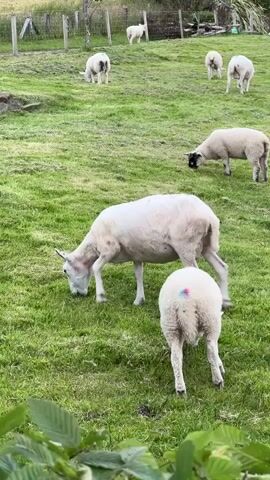 A flock of sheep graze peacefully on a lush green hillside in Mountcharles, Ireland. The time of day appears to be late afternoon or early evening, as indicated by the soft, diffused light. The sky is overcast, suggesting a temperate climate. The sheep are scattered across the meadow, some with their heads down grazing, while others stand alert. One sheep in the foreground has a marking of pink and blue paint on its hindquarters, possibly for identification or breeding purposes. In the background, a fence line and some distant trees hint at the rural setting. The overall mood is one of tranquility and pastoral beauty, capturing a serene moment in the Irish countryside. There is no visible text in the media file.