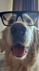 Golden Retriever spotted wearing glasses and pineapple hat in Tbilisi