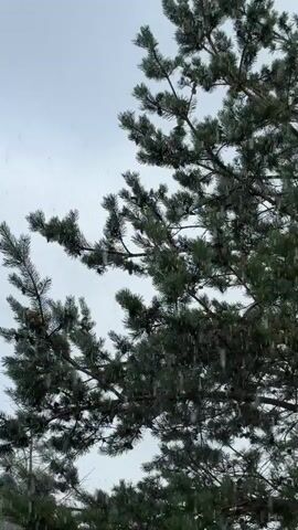 The video shows a close-up view of pine tree branches against a cloudy sky. It is snowing lightly, and snowflakes are visible falling through the branches. The pine needles are dark green, and the branches are laden with cones. The overall mood is tranquil and serene, characteristic of a winter day.