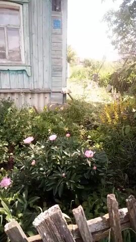 The video shows a slightly shaky, low-angle view of a wooden house and a garden. The house is light blue with white trim around the windows and has a metal pipe running along the side. There is a fence in the foreground made of weathered, rough wooden posts and planks. The garden is overgrown with various plants, including green foliage and some pink flowers, possibly peonies. The overall impression is of a rustic, slightly unkempt, but vibrant outdoor setting on a sunny day. There are no people visible in the video.
