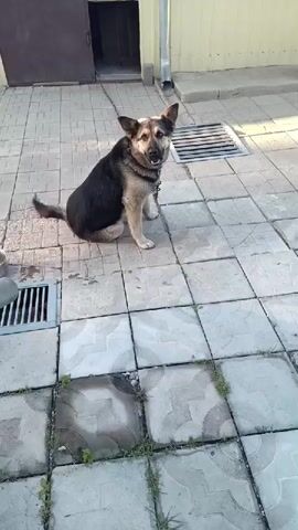 A medium-sized dog with black and tan fur sits on a tiled patio. The dog is chained around its neck with a metal chain. The dog is facing the camera with its mouth slightly open. The dog has pointed ears and a long tail. The patio is made of square tiles with a pattern on them. There are two metal grates on the patio, one to the left and one to the right of the dog. In the background, there is a closed brown door and a yellow wall. The lighting suggests it is daytime and sunny.