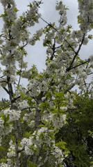 Fruit tree blooms captured in Pchelnik, Bulgaria