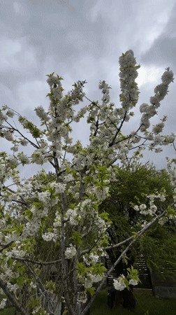Fruit tree blooms captured in Pchelnik, Bulgaria