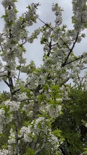 Fruit tree blooms captured in Pchelnik, Bulgaria