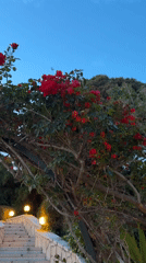 Spring blooms documented in Turkish garden, roses and aloe flowering