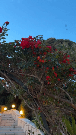 Spring blooms documented in Turkish garden, roses and aloe flowering