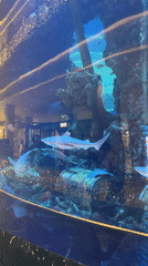 Inside a themed aquarium in Liangjiang, Chongqing