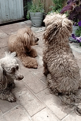 A small group of poodles chilling on a paved patio