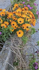 Mixed flower bed with orange daisies observed along stone wall