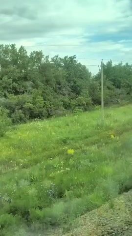 The video displays a rural landscape in Syrt, Russia, viewed from a moving vehicle, likely a train. The scene is dominated by lush green fields and trees, indicative of a natural setting during daylight hours. The sky is overcast with gray clouds, suggesting possibly a warm, humid day. There are no people visible in the video.

The primary subjects are the natural elements of the landscape. Dense green trees form a backdrop, with varying shades of green indicating different types of foliage. The foreground features a vibrant, overgrown field with tall grasses and wildflowers, their colors muted by the distance and the overall lighting. A solitary wooden utility pole stands in the middle ground, accompanied by power lines stretched across the frame, suggesting the presence of infrastructure in this otherwise natural environment. A small, overgrown concrete structure, possibly part of a bridge or culvert, is also visible.

The activity taking place is the transit through this rural area. The camera angle and slight blur suggest movement, as the scenery steadily changes. The overall mood conveyed is one of peaceful, natural beauty, with a hint of solitude. The time of day appears to be daytime, given the brightness of the scene, but the cloudy sky prevents specific time determination. There is no visible text in the media file.