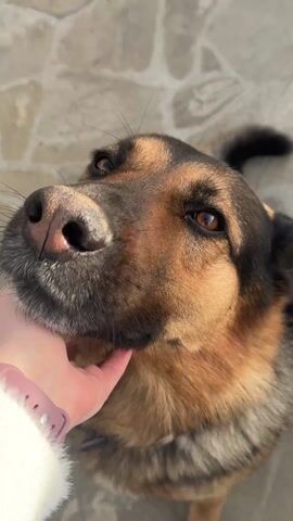 A short video depicts a tan-and-black German Shepherd dog being petted by a light-skinned person wearing a white jacket. The dog gives its paw. The person pets the dog on its head and face. The background is a stone-paved surface.