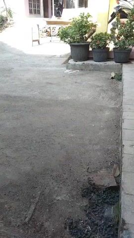 A video shows a narrow outdoor space with a concrete floor. There is a dirt area to the left and a drain to the right. A pink house is visible in the background with a white flag on a pole in front of it. A person is standing in front of the house. Several potted plants are arranged on a raised concrete ledge. A motorcycle is parked in front of the house.