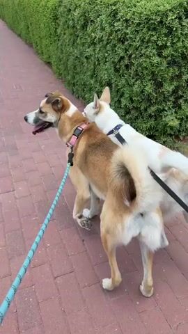 The video shows two dogs being walked on a sidewalk next to a hedge. The dog in the foreground is tan and white with a fluffy tail and a pink collar. It is on a blue leash. The dog in the background is white with tan markings and a blue collar. It is on a black leash. Both dogs are walking away from the camera. The sidewalk is paved with red bricks, and the hedge is green and lush.