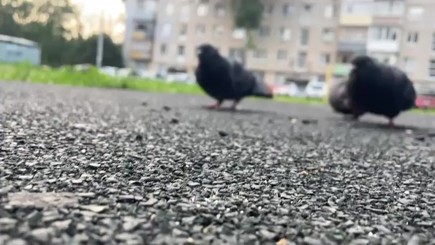 A low-angle, close-up shot captures several pigeons walking and pecking on a dark, gravelly asphalt surface. In the blurred background, a light-colored apartment building with multiple windows and balconies stands, with a strip of green grass along its base. The lighting suggests it is daytime, possibly late afternoon or early morning, given the soft illumination.