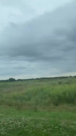 The video shows a view from a moving vehicle. The scene is a landscape with a large, open field covered in green grass and various plants. In the background, there are trees and a cloudy, gray sky with visible power lines. The vehicle appears to be traveling along a road or path next to the field. There are no people visible in the video. The overall impression is a natural, rural environment on an overcast day.