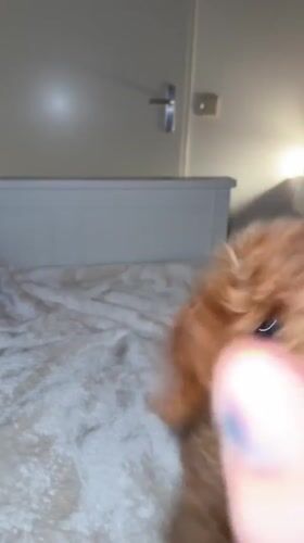 Playful puppy interacts with human in Marum home