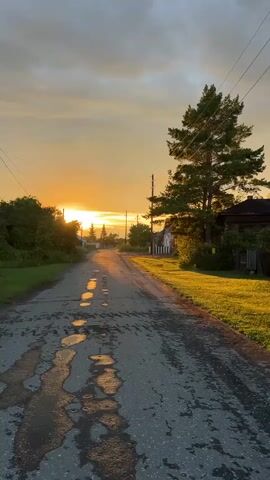 This vertical video captures a peaceful, rural scene in Pivkino, Russia, during what appears to be sunset. The main subject is a weathered asphalt road that stretches into the distance, reflecting the warm hues of the setting sun. Puddles of water are scattered across the road, further enhancing the reflections.

On either side of the road, lush green grass is illuminated by the golden light of the setting sun, creating a vibrant contrast with the darker asphalt. A tall, mature pine tree stands prominently on the right side of the road, its branches silhouetted against the colorful sky. Behind the tree, a traditional wooden house with a dark roof is visible, suggesting a rural or village setting.

Other houses and trees are sparsely dotted along the roadside, receding into the horizon. Overhead, power lines are strung between poles, a common sight in rural areas. The sky is a blend of warm oranges, yellows, and soft grays, indicating a cloudy sunset. The overall mood is serene and tranquil, evoking a sense of calm and natural beauty. There is no visible text in the video. The time of day is clearly sunset, and the weather appears to be clear with some clouds. The location is suggested to be a village in Russia, specifically Pivkino.