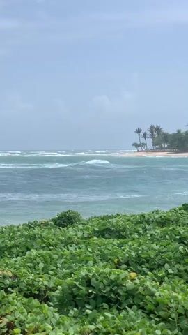 This is a vertical video clip of a scenic beach in Kabalana, Sri Lanka. The foreground is filled with lush green ground cover, creating a vibrant frame for the scene. Beyond the foliage, a turquoise ocean stretches out, with white-capped waves rolling towards the shore. In the mid-ground, a sandy beach is visible, lined with palm trees and dense tropical vegetation. A small, dark structure, possibly a lookout tower or a small building, is perched on a rise overlooking the beach. The sky is a hazy, pale blue, suggesting a warm, possibly humid day, typical of tropical coastal climates. The lighting indicates it's likely daytime, possibly late morning or early afternoon. There is no visible text in the video. The overall impression is one of natural beauty and tranquility, evoking a sense of relaxation and tropical escape. The movement in the video is subtle, focusing on the gentle sway of the ocean waves and the natural textures of the vegetation.