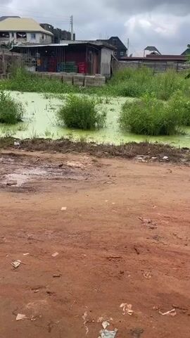 A murky, green-tinged body of water, likely stagnant, is choked with aquatic vegetation and interspersed with clumps of taller green plants. The water is bordered by a muddy, reddish-brown dirt path littered with small pieces of trash. In the background, a collection of buildings, some appearing dilapidated with corrugated metal roofs and others more modern with concrete structures, line the edge of the water. The sky is overcast, suggesting a cloudy or possibly rainy day. The scene depicts an outdoor environment, likely in a developing area, characterized by neglect and poor infrastructure.