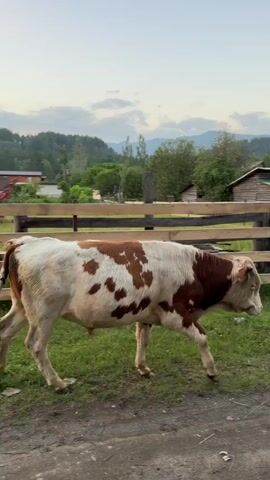 A cow with brown and white patches walks along a dirt road in a rural village. In the background, there are wooden houses, fences, trees, and mountains. The sky is clear with some clouds. The video captures the cow moving from left to right and then turning its back to the camera.