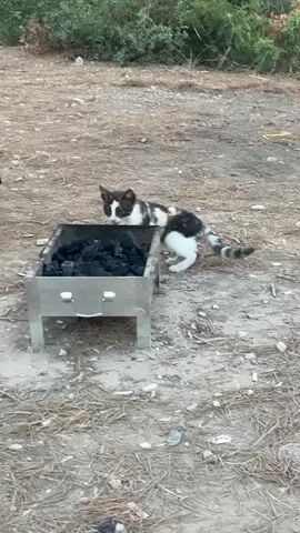 A calico cat with black, white, and tan patches walks around a small metal barbecue grill filled with charcoal outdoors. The ground is covered in dirt, dry leaves, and twigs. In the background, there is lush green foliage. The cat walks away from the grill and then turns its head back towards it. The video ends with the cat walking away from the grill.