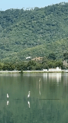 Samui Half Marathon 2026 event site, lakeside egrets nearby