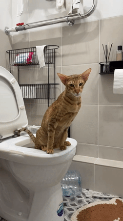 Ginger tabby cat sits on toilet in Khimki bathroom