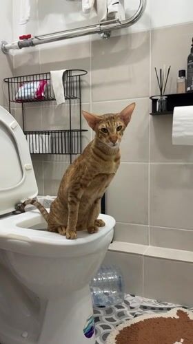 Ginger tabby cat sits on toilet in Khimki bathroom
