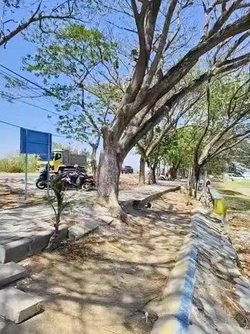 A low-angle, medium shot captures a dirt pathway bordered by large trees and a seawall. The pathway has patchy grass and bare dirt, with a low concrete wall on the left and the seawall on the right. The seawall has blue and yellow painted stripes. Sunlight filters through the bare branches of the trees, casting shadows on the ground. In the background, there is a road with a yellow truck and several motorcycles parked. The sky is clear and blue.