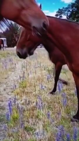 The video shows three brown horses in a field with purple flowers and light green grass. Two of the horses are close together, interacting by nuzzling or rubbing their heads against each other. The third horse is slightly further in the background. The sky is visible in the background with a mix of blue and white clouds. The video quality is somewhat shaky, and there's a slight distortion in the image quality.