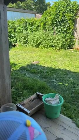 A light brown kitten is seen playfully rolling on its back in the grass. Another darker brown kitten enters the frame and runs away from the camera. The environment appears to be a backyard with a wooden porch in the foreground and overgrown vegetation in the background.