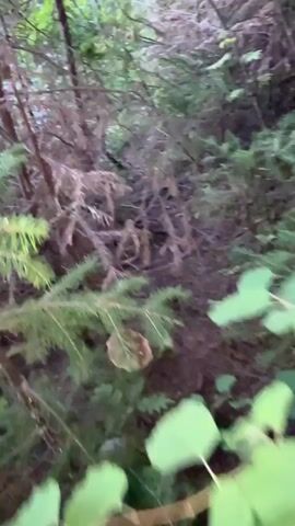 The video shows a close-up view of a large mushroom growing on the forest floor. The mushroom has a brown cap with white spots and is surrounded by green foliage and dead branches. The camera slowly pans around the mushroom, offering a detailed look at its texture and surroundings. The environment appears to be a damp, wooded area, possibly a forest or a dense thicket. The lighting suggests it might be daytime, but the dense canopy creates a somewhat dim atmosphere. There are no people visible in the video.