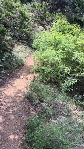 A first-person perspective video shows a dirt hiking trail winding through a forest. Lush green trees and bushes line the path, with rocks and uneven terrain visible. Sunlight filters through the canopy, creating dappled shadows on the ground. The trail appears to ascend slightly, with the forest becoming denser further up.