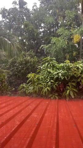 The video shows a heavy rainstorm viewed from under a red metal roof. The camera is stationary, looking out at lush green vegetation, including trees and various plants. The rain is falling heavily, creating vertical streaks in the air. The sky appears overcast, and the leaves of the plants are dark from the rain. The red roof in the foreground is visibly wet from the downpour.
