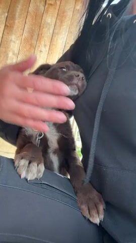 A person with long dark hair wearing a black hoodie and black pants is holding a brown and white puppy with a metal collar. The person is petting the puppy on the head, and the puppy is looking up at the person and licking their hand. The background is a wooden wall. The scene is well-lit and the focus is on the person and the puppy.