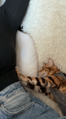 Domestic cats spotted in Saint Petersburg area homes