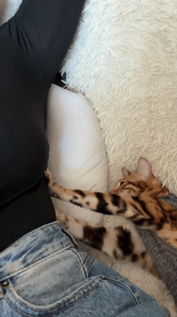 Domestic cats spotted in Saint Petersburg area homes